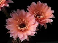 Thumbnail of 1564_Echinopsis Hybride lachsrosa_20150625_02(1).JPG